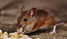 24 Hour & Emergency Exterminators in Big Cove, AL